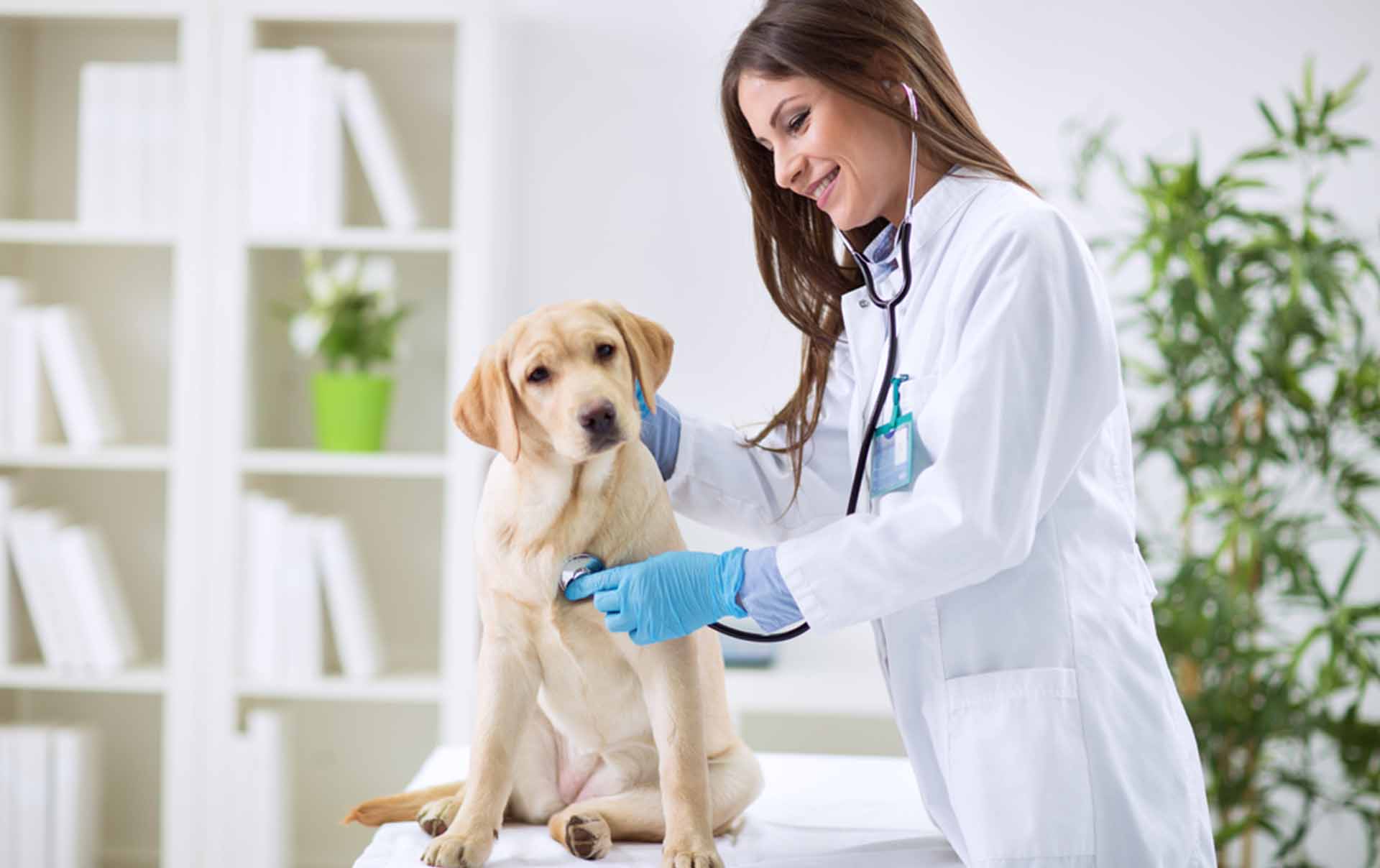 veterinaria, gobierno, animales, farmacias