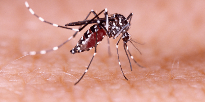 dengue, chikungunya, Rafaela, ministerio de salud